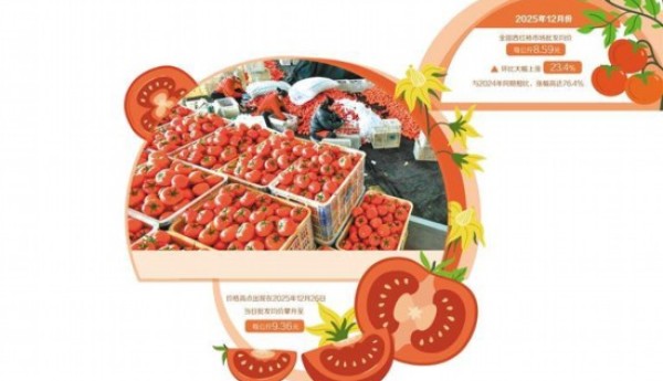 西红柿价格为何走高