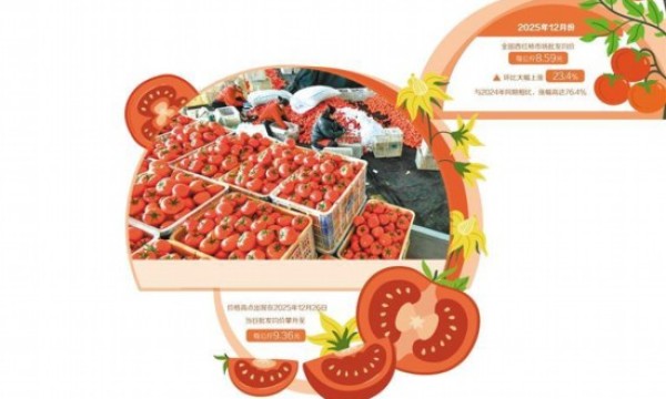 西红柿价格为何走高