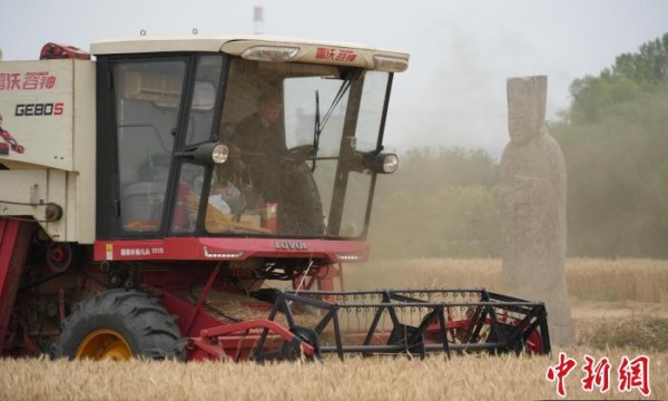 “中原粮仓”河南将为粮食安全立法