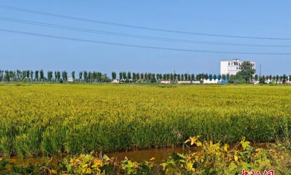 （乡村行·看振兴）“寻稻”黄河北 稻渔共生绘“丰”景