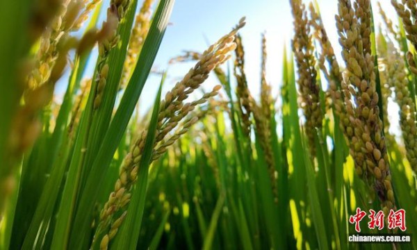 （乡村行·看振兴）从乡村田到实验室：看河南新乡农业科技之变