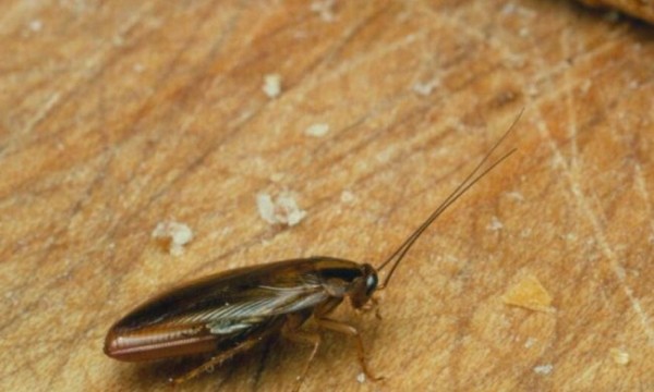 2026年屋里有蟑螂怎么彻底清除，怎样去除蟑螂最有效的方法！