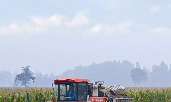 抢！多地连阴雨 争分夺秒保秋粮