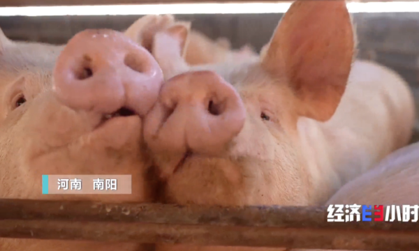 经济热点面对面：穿越“猪周期”