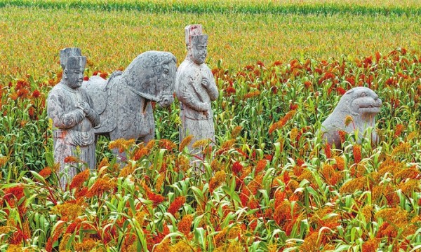 从宋陵到只有河南·戏剧幻城 中原大地上的两块高粱田
