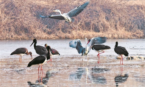 关注第30个世界湿地日丨今年，鸟儿又来过冬了
