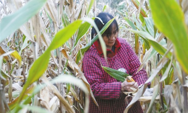 河南省粮食作物收获已过八成 已制定小麦晚播技术方案