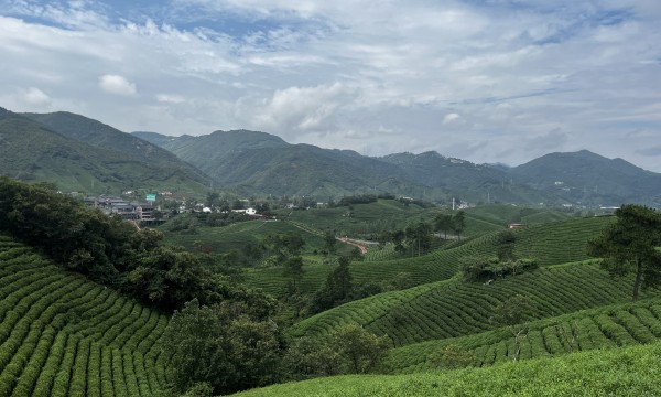 一座茶都绘就“红绿交融”富民答卷