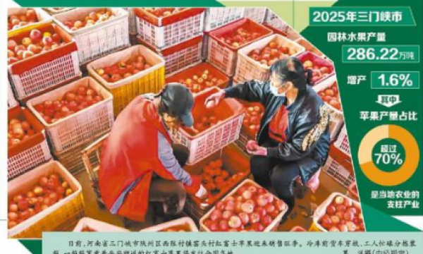 央媒观豫 | 河南三门峡 “金果子”强链富民