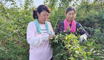 村民采摘连翘 张玉静 摄